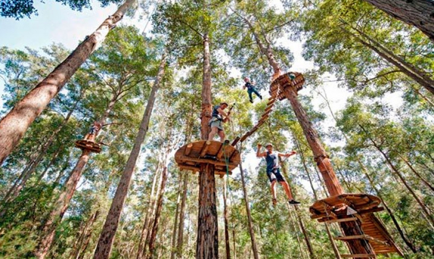 Экскурсия  Полет Тарзана, Tree Top, начало в 9:00, 11.00, 13:00