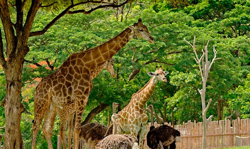 Zoo Khao Kheo with Russian VIP tours without shopping