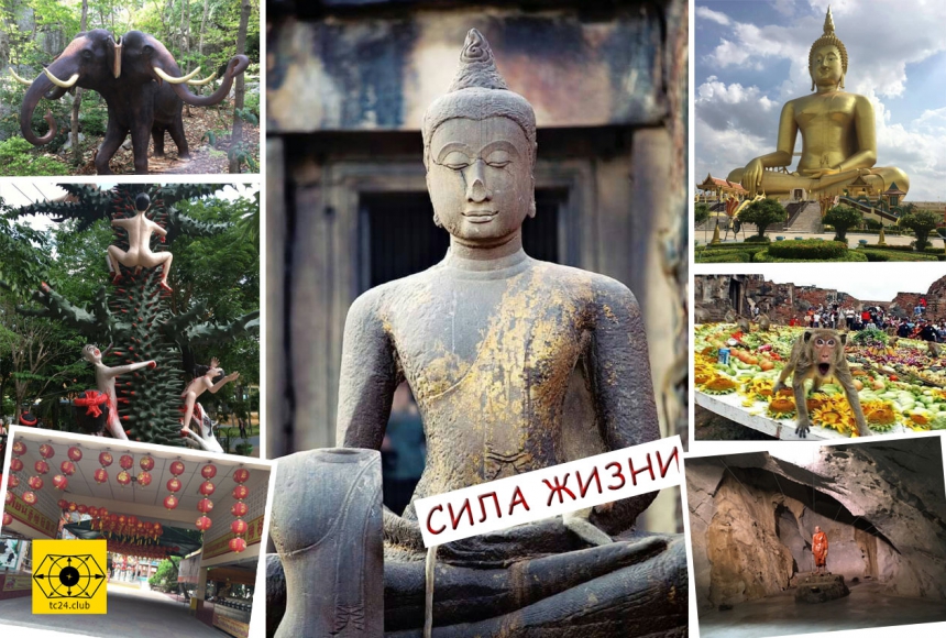Сила Жизни - Город Обезьян