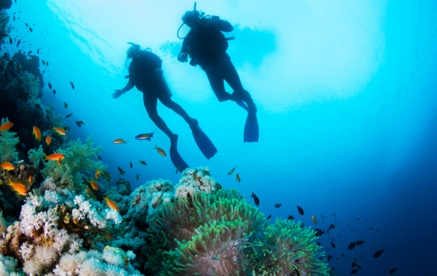 Экскурсия  Discover Scuba Diving, 2 погружения, c сертификатом PADI